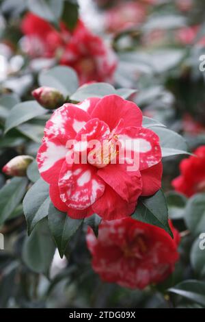 Blumen Camellia japonica 'Masayoshi'. Stockfoto