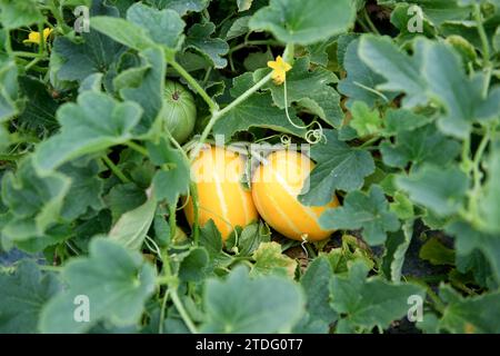 Wassermelone wächst auf dem Boden im Garten Stockfoto