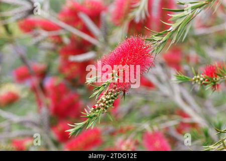 Callistemon rigidus. Steife Flaschenbürste Blume. Stockfoto