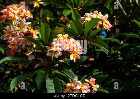 Das sind helle, ungewöhnliche Blüten des tropischen Baumes Plumeria Rubra. Stockfoto