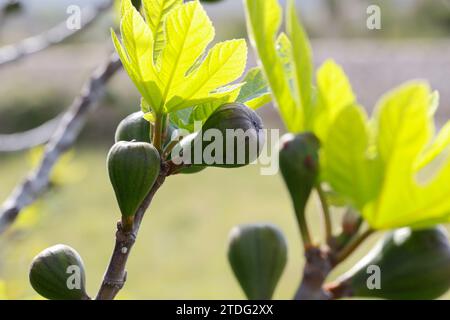 Feige, Echte Feige, Feigen, Feigenbaum, Feigenblüte, Feigenblüten, Blüte, Blüten, Blütenstände, Blütenstand, Ficus carica, Feigen, Feigen, Blüten, b Stockfoto