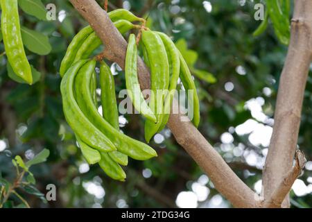 Johannisbrotbaum, Johannis-Brotbaum, unreife Früchte Ceratonia siliqua, Johannisbrot, Obst, Caroubier Stockfoto