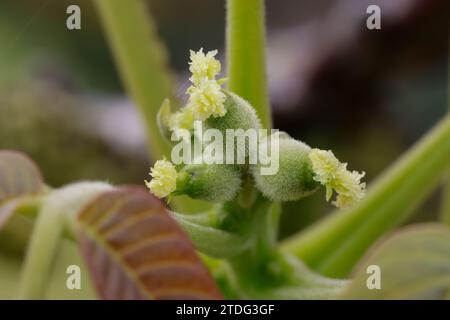 Walnuss, Walnuß, Weiblicher Blütenstand, weibliche Blüte, Blüte, Blüten, blühend, Wal-Nuss, Wal-Nuß, Juglans regia, Walnuss, Blüte, Blüten, flores Stockfoto