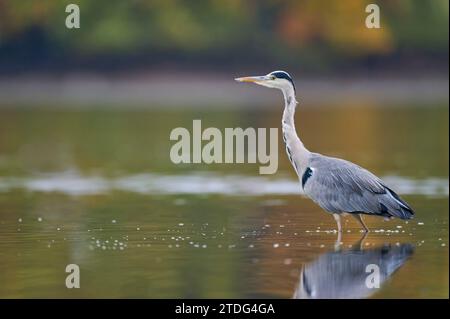 Graureiher Ardea Cinerea, Graureiher Stockfoto