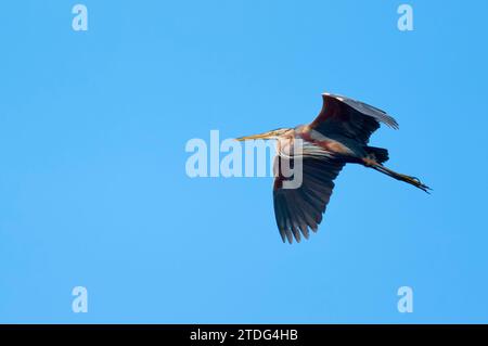 Purpurreiher im Flug, Ardea purpurea, Purpurreiher im Flug Stockfoto