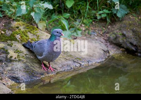 Hohltaube, Columba oenas, Stock Dove Stockfoto