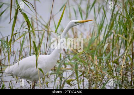 Silberreiher, Ardea Alba, Europäische Silberreiher Stockfoto
