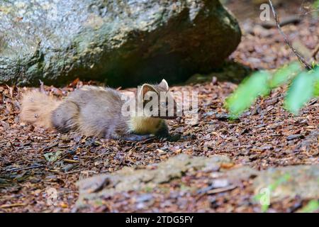 Baummarder, Martes Martes, europäischen Baummarder Stockfoto