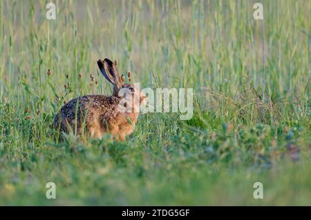 Feldhase, Lepus europaeus, Europäischer Braunhase Stockfoto