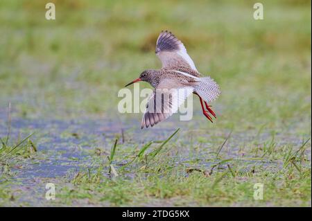 Rotschenkel Tringa Totanus, gemeinsame Rotschenkel Stockfoto