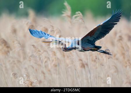 Purpurreiher im Flug, Ardea purpurea, Purpurreiher im Flug Stockfoto