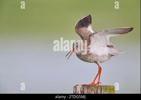 Rotschenkel Tringa Totanus, gemeinsame Rotschenkel Stockfoto