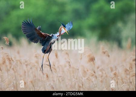 Purpurreiher im Flug, Ardea purpurea, Purpurreiher im Flug Stockfoto