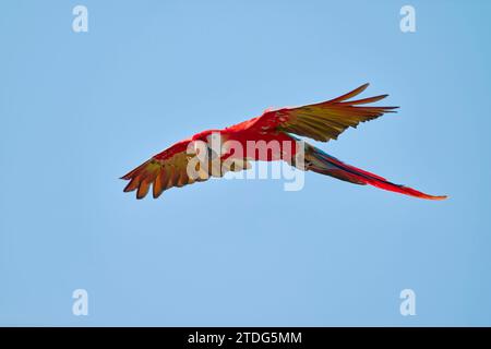 Scharlachara im Flug, Ara macao, Scharlach-Ara im Flug Stockfoto