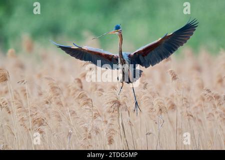 Purpurreiher im Flug, Ardea purpurea, Purpurreiher im Flug Stockfoto