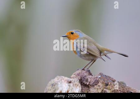 Rotkehlchen, Erithacus rubecula, Robin Stockfoto