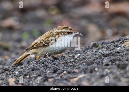 Waldbaumläufer, Certhia familiaris, eurasischer Baumstamm Stockfoto