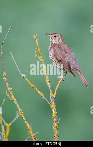 Singdrossel, Turdus philomelos, Song-Thrush Stockfoto
