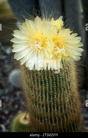 Zitronenkugelkaktus (Parodia leninghausii), Cactaceae. Ziersukkulente Pflanze. Seltener Kaktus. Kugelform, gelbe Blüte. Stockfoto