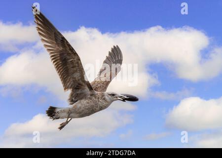 Eine junge Kap-Möwe (Larus dominicanus vetula) fliegt mit einem Fang vor der Kap-Halbinsel in Südafrika. Stockfoto