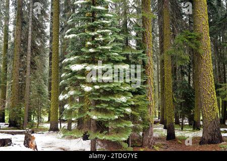 Weißtanne (Abies concolor) ist ein Nadelbaum, der im Westen der USA und im Nordwesten Mexikos beheimatet ist. Dieses Foto wurde im Sequoia-Nationalpark in Kalifornien aufgenommen Stockfoto