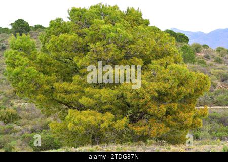 Aleppo-Kiefer (Pinus halepensis) ist ein Nadelbaum, der im Mittelmeerraum beheimatet ist. Es ist besonders reichlich in Ostspanien. Dieses Foto wurde aufgenommen in Stockfoto