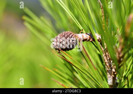 Aleppo-Kiefer (Pinus halepensis) ist ein Nadelbaum, der im Mittelmeerraum beheimatet ist. Es ist besonders reichlich in Ostspanien. Junge Kegel Detail. Dies Stockfoto