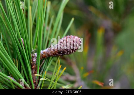 Aleppo-Kiefer (Pinus halepensis) ist ein Nadelbaum, der im Mittelmeerraum beheimatet ist. Es ist besonders reichlich in Ostspanien. Junge Kegel Detail. Dies Stockfoto