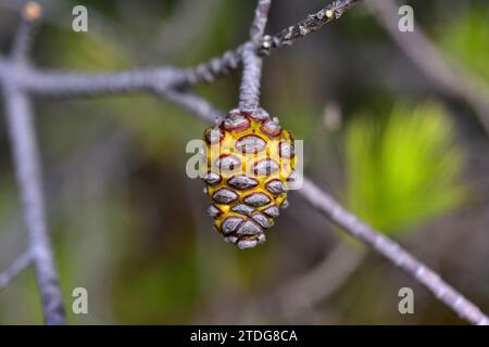 Aleppo-Kiefer (Pinus halepensis) ist ein Nadelbaum, der im Mittelmeerraum beheimatet ist. Es ist besonders reichlich in Ostspanien. Junge Kegel Detail. Dies Stockfoto