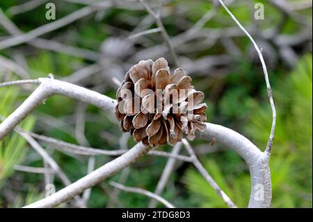 Aleppo-Kiefer (Pinus halepensis) ist ein Nadelbaum, der im Mittelmeerraum beheimatet ist. Es ist besonders reichlich in Ostspanien. Konische Details. Dieses Foto Stockfoto