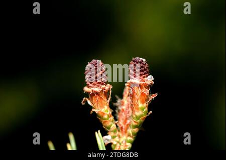 Die Aleppo-Kiefer (Pinus halepensis) ist ein Nadelbaum, der im Mittelmeerbecken beheimatet ist. Sie ist besonders in Ostspanien verbreitet. Blumendetail für Frauen. T Stockfoto