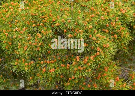 Die Aleppo-Kiefer (Pinus halepensis) ist ein Nadelbaum, der im Mittelmeerbecken beheimatet ist. Sie ist besonders in Ostspanien verbreitet. Männliche Blumen. Thi Stockfoto