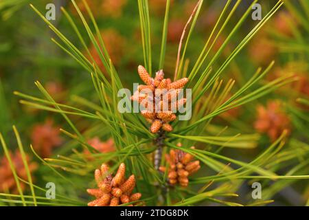 Aleppo-Kiefer (Pinus halepensis) ist ein Nadelbaum, der im Mittelmeerraum beheimatet ist. Es ist besonders reichlich in Ostspanien. Männliche Blüten und Blätter Stockfoto