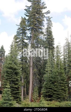 Zuckerkiefer (Pinus lambertiana) und Weißtanne (Abies concolor) sind ein Nadelbaum, der im Westen Nordamerikas von Oregon bis Baja California beheimatet ist. T Stockfoto