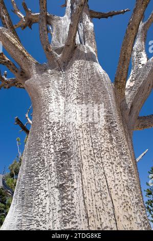Pinus longaeva (Pinus longaeva) ist ein sehr langlebiger Nadelbaum (mehr als 5.000 Jahre). Totes Exemplar. Stammt aus Kalifornien, ne Stockfoto