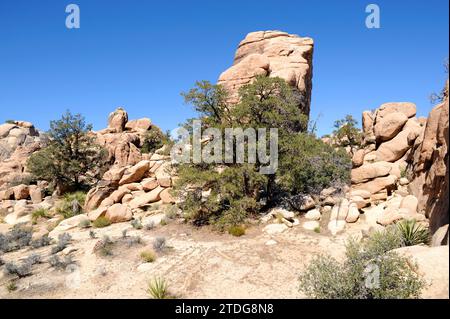 Pinus monophylla (Pinus monophylla) ist ein Nadelbaum, der im Westen der USA und in Baja California (Mexiko) beheimatet ist. Dieses Foto wurde in Joshua Tree Nat aufgenommen Stockfoto