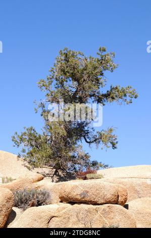 Pinus monophylla (Pinus monophylla) ist ein Nadelbaum, der im Westen der USA und in Baja California (Mexiko) beheimatet ist. Dieses Foto wurde in Joshua Tree Nat aufgenommen Stockfoto