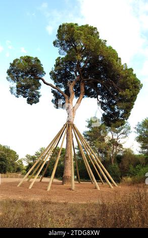 Die Kiefer (Pinus pinea) ist ein in Südeuropa heimischer Nadelbaum. Seine Pinienkerne sind essbar. Ist ein singulärer Baum namens Pi d'en Xandri. Dieses Foto Stockfoto