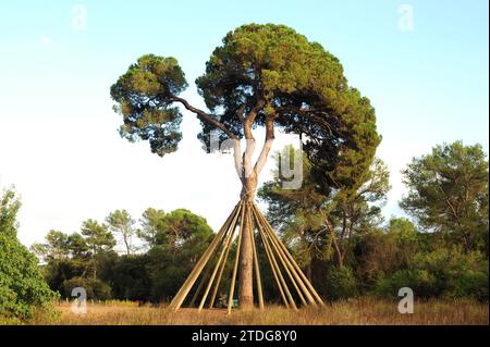 Die Kiefer (Pinus pinea) ist ein in Südeuropa heimischer Nadelbaum. Seine Pinienkerne sind essbar. Ist ein singulärer Baum namens Pi d'en Xandri. Dieses Foto Stockfoto