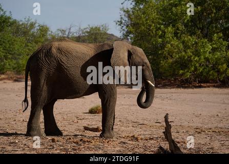 Profilporträt eines Wüstenelefanten in Damaraland, Namibia Stockfoto