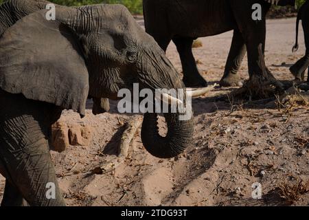 Profilporträt eines Wüstenelefanten in Damaraland, Namibia Stockfoto