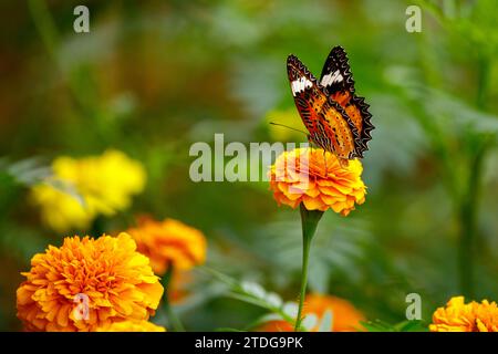 Schmetterling auf Blüte im Dschungel von CUC Phuong Stockfoto