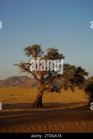 Großer Akazienbaum, der im Sand wächst, Namibia Stockfoto