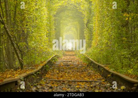 Herbsttag in der Region Rivne der Ukraine. Tunnel der Liebe in Klevan. Dichter Laubwald und krumme alte Eisenbahngleise Stockfoto