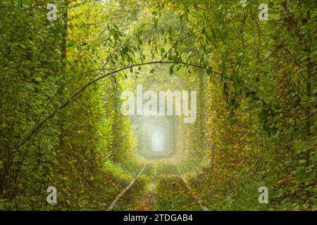 Herbsttag in der Region Rivne der Ukraine. Tunnel der Liebe in Klevan. Dichter Laubwald und romantischer Zweig Stockfoto