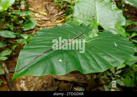 Stecken Sie Insekt im Dschungel von CUC Phuong in Vietnam Stockfoto