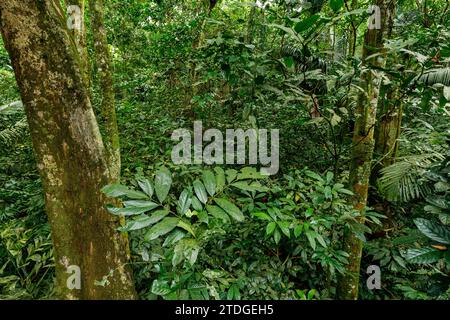 Blätter und Bäume im Dschungel des CUC Phuong National Park in Vietnam Stockfoto