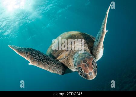 Grüne Schildkröte, die im Wasser fliegt Stockfoto