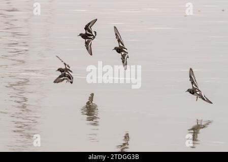 Eine kleine Gruppe von Turnstone (Arenaria Interpres) landet in Leigh on Sea, Essex Stockfoto