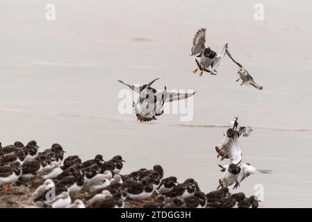 Eine kleine Gruppe von Turnstone (Arenaria Interpres) landet in Leigh on Sea, Essex Stockfoto